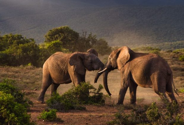 elephants-Tarangire-National-Park.jep_-1300x650